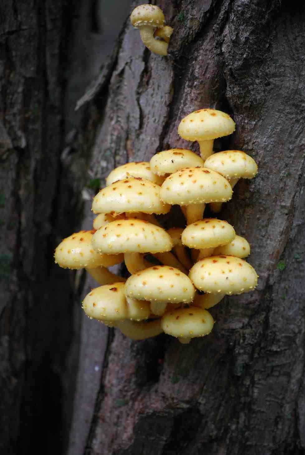 Pholiota Fungus